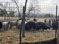 Domba jantan, Racka sheep — foto 1
