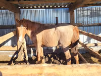 Jument, Horse breed — photo 3