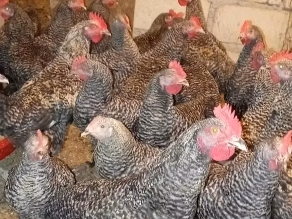 स्लोवेनियन बैर्ड हेन