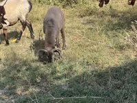 Moutons (lot, sexe non indiqué), Arabi sheep — photo 4