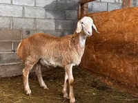 雄羊, Rhon sheep — 写真 3