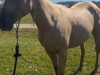 Stute, Quarter Horse — Foto 1