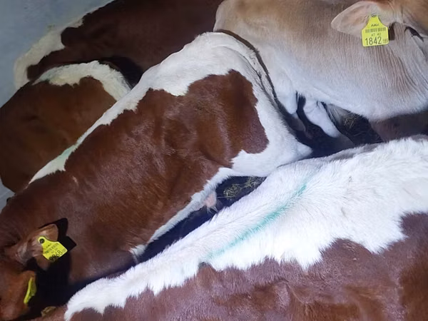 Banteng, Simmental cattle