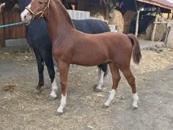 Horse (M), Dutch warmblood horse