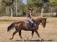 Jument, Hungarian horse breed — photo 1