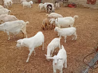 Cabra, Saanen goat — foto 2