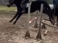 Caballo, Hungarian horse breed — foto 2
