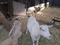 Boucs, Russian White goat — photo 2
