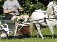 حصان, Miniature horse — الصورة 3