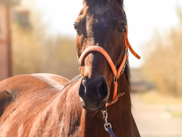 Jument, Thoroughbred horse