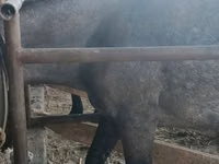 Yegua, Caballos — foto 4