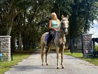 Cheval, Quarter Horse — photo 6