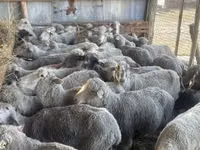 Sheep, Sheep — photo 3