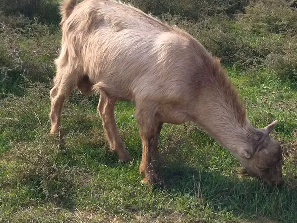 बकरा, LaMancha goats