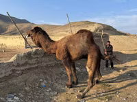 Camello, Camellos — foto 4