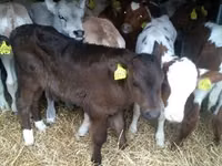 Bulle, Simmental cattle — Foto 2