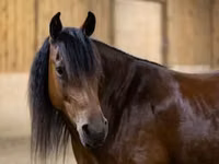 Jument, Friesian — photo 2
