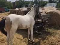 Jument, Chevaux — photo 4