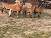 Domba betina, Cameroon sheep — foto 2