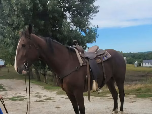 Caballo, Quarter Horse
