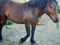 Hengst, Međimurje horse — Foto 4