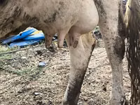 Vaca, Raza Holstein — foto 8