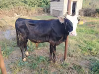 Bull, Red-spotted breed — photo 1