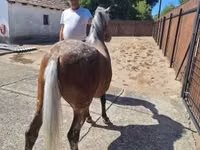 Jument, Berber horse — photo 3