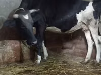 Kuh, Russian Black pied cattle — Foto 3