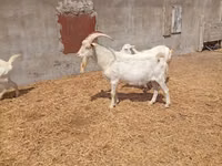 雄ヤギ, Saanen goat — 写真 3
