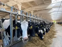 Sapi, Holstein breed — foto 3