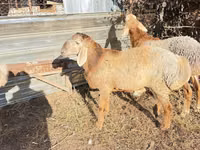 Carnero, Edilbay sheep — foto 6