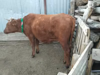 母牛, Latvian Blue cattle — 照片 2