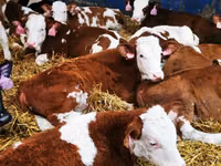 公牛, Dutch cow (Extinct) — 照片 5