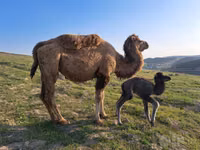 雄ラクダ, Kazakh Bactrian camel — 写真 2