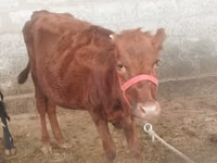 母牛, Red Estonian cattle — 照片 2