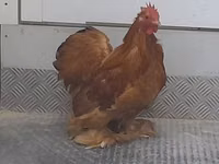 Pekin-Zwerg — Foto 2