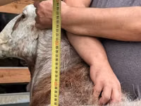 भेड़, East Friesian Dairy sheep — फ़ोटो 2