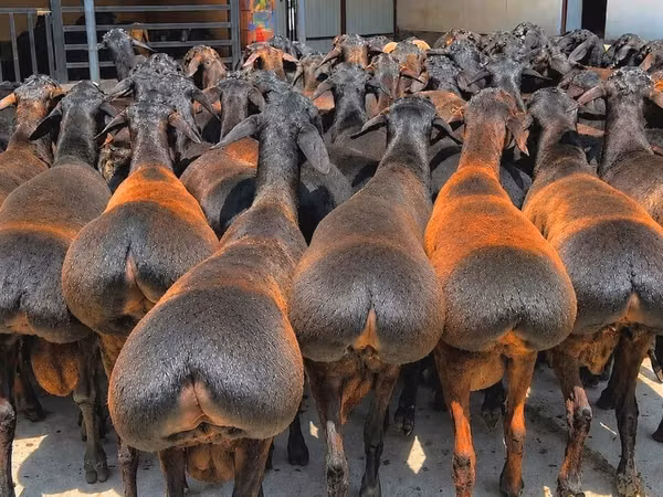 雄羊, Baerchuke sheep