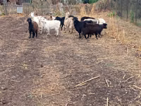 Ziege, Alpine goat — Foto 5