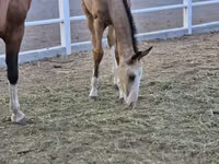 Kuda jantan, Akhal-Teke — foto 3