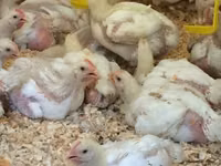 Chickens — 写真 3