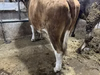 Kuh, Simmental cattle — Foto 4