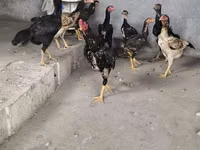 Chickens — 写真 3