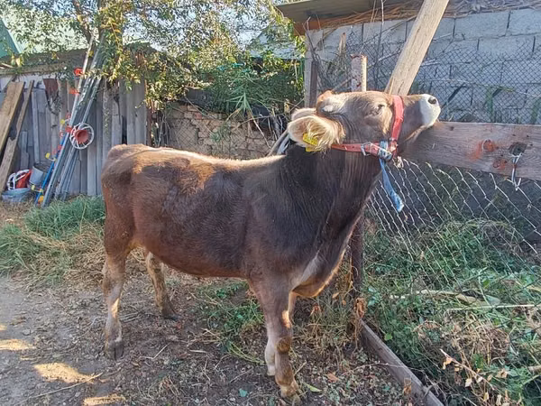 Bull, Swiss cattle