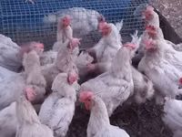 Leghorn — photo 1
