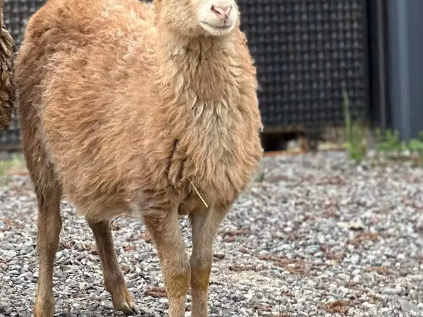 Carnero, Hissar sheep