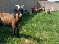 Ziege, Czech Brown Shorthaired goats — Foto 1