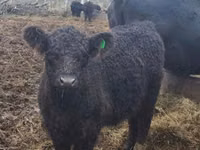 母牛, Galloway cow — 照片 1