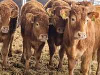 Sapi (batch, jenis kelamin tidak disebutkan), Hereford — foto 4